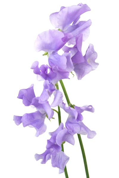 Piękny niebieski kwiat — Zdjęcie stockowe