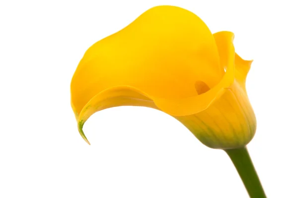 Güzel sarı çiçek — Stok fotoğraf