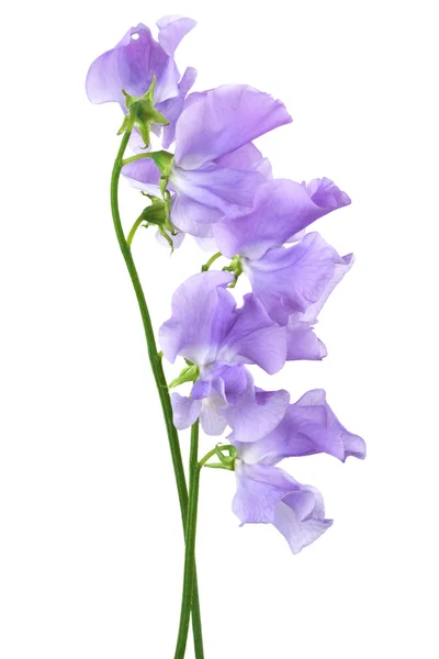 Krásný modrý květ — Stock fotografie