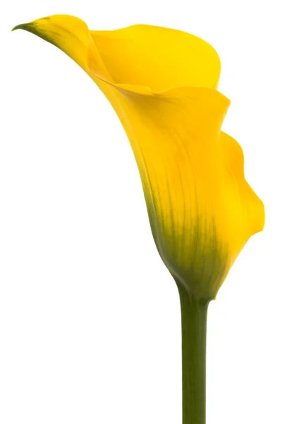 Belle fleur jaune — Photo