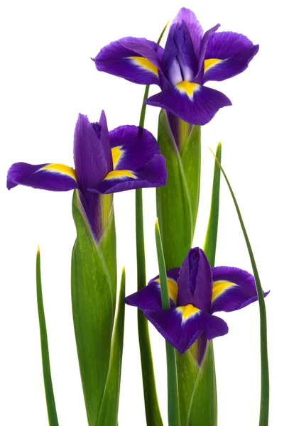 Lindas flores azuis — Fotografia de Stock