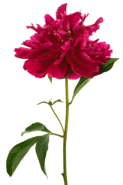 Όμορφο κόκκινο λουλούδι — Φωτογραφία Αρχείου