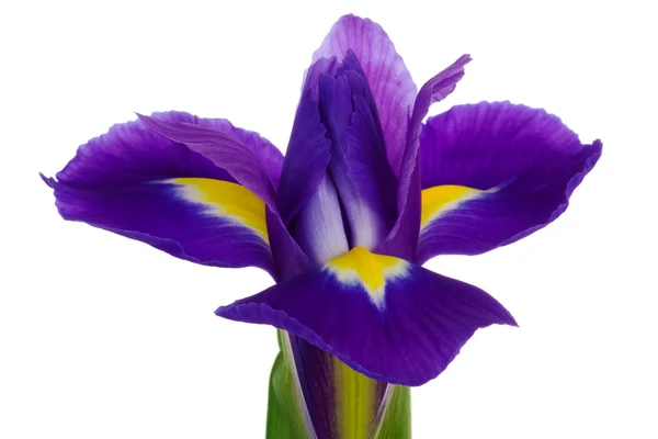 Beautiful blue flower — Stock Photo, Image