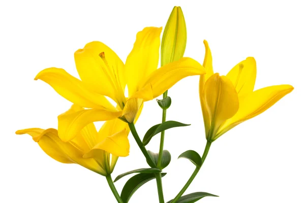 Lírio amarelo bonito — Fotografia de Stock