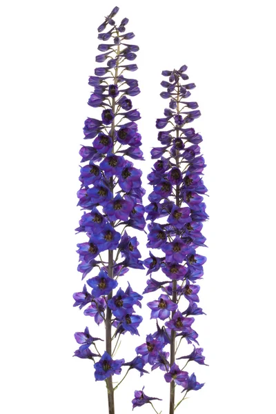 Красивые голубые цветы — стоковое фото