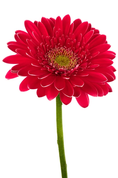 Jaskrawo czerwony kwiat — Zdjęcie stockowe