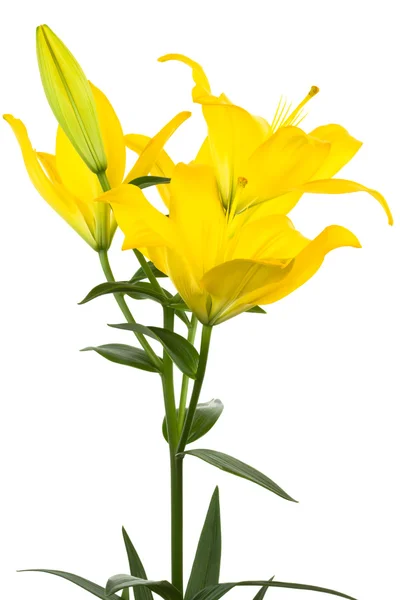 美丽的黄色百合花 — 图库照片