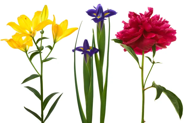 Красиві живих квітів — стокове фото