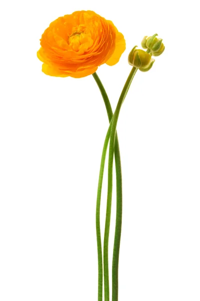 Vacker gul blomma — Stockfoto