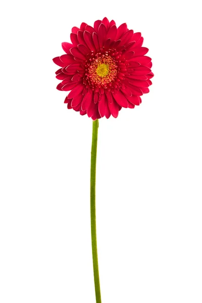 Bellissimo fiore rosso brillante — Foto Stock