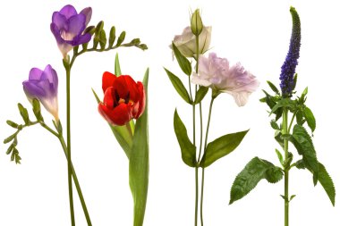 Beautiful fresh flowers clipart