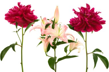 Beautiful fresh flowers clipart