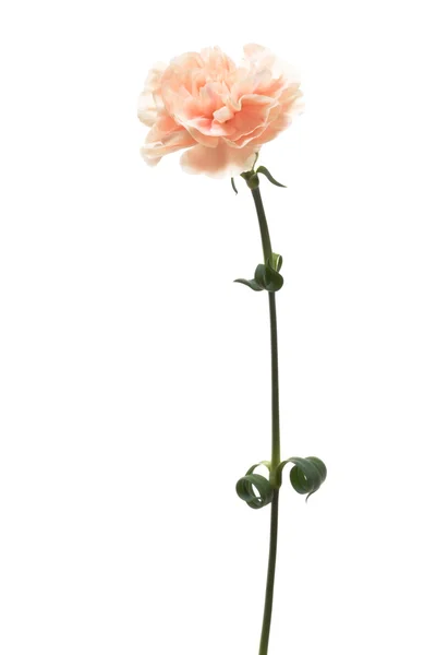 Bunga merah muda yang indah — Stok Foto
