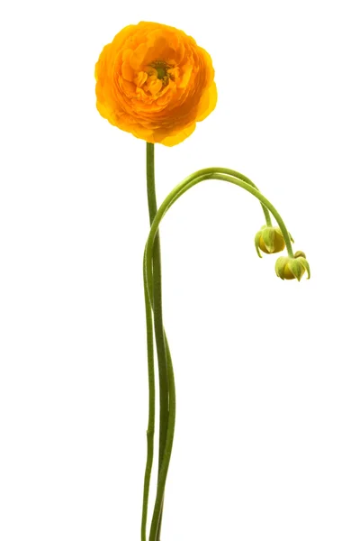 Belle fleur jaune — Photo