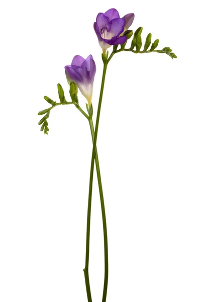 Vacker lila blomma — Stockfoto