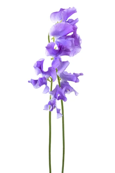 Гарний синя квітка — стокове фото