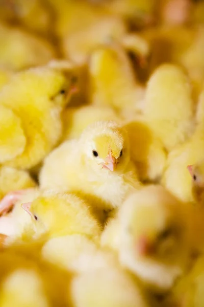 Žlutá kuřata — Stock fotografie