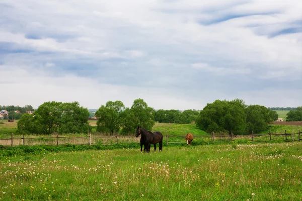 stock image Horses on a pasture