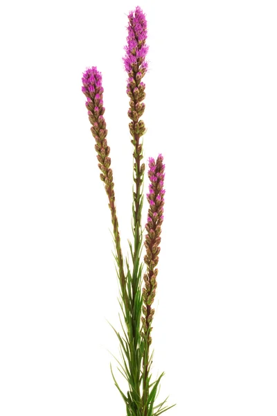 Mooie paarse bloemen — Stockfoto