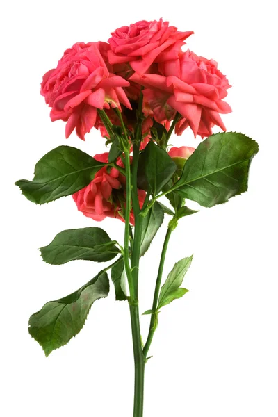 Fresh scarlet roses — Stock Photo, Image