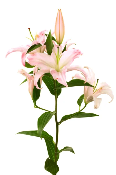 白い背景の上の美しいピンクのユリ — ストック写真