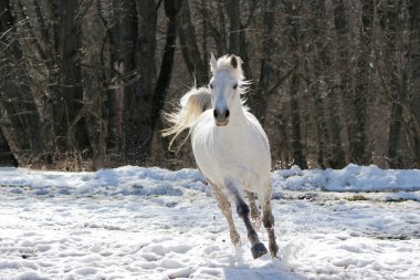 Beyaz atı bir ormanın arka planında atlamak