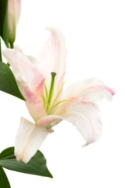 Beautiful pink lily clipart