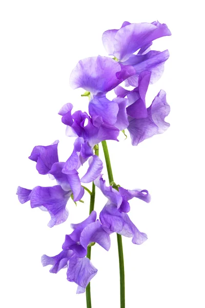 Schöne Blaue Blume Auf Weißem Hintergrund — Stockfoto