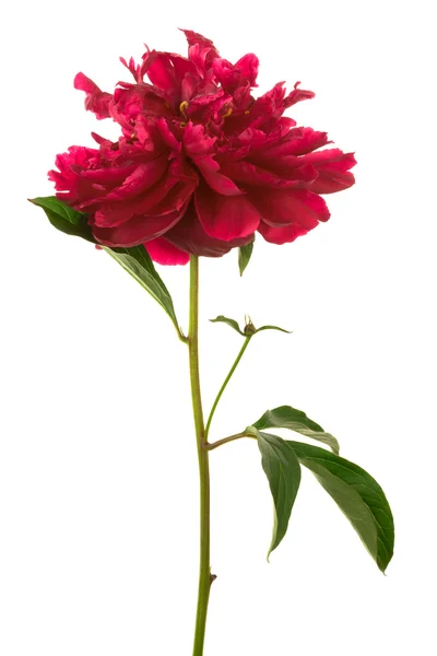 Hermosa Flor Roja Sobre Fondo Blanco — Foto de Stock