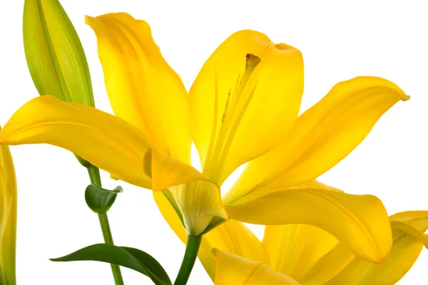 Krásná žlutá lilie — Stock fotografie