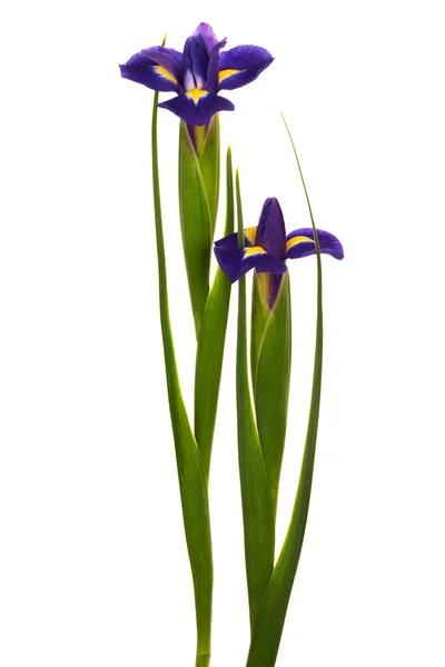 Gyönyörű Kék Virágok Fehér Alapon — Stock Fotó