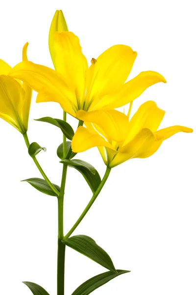 Hermoso lirio amarillo — Foto de Stock