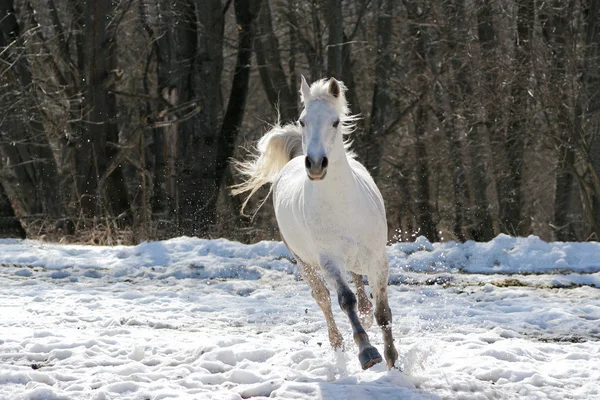 stock image Skipping white horse on a background of a wood