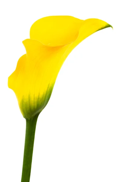 Krásná Žlutá Květina Bílém Pozadí — Stock fotografie