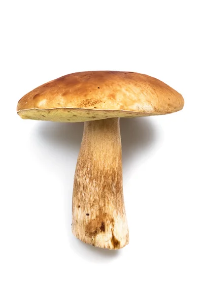 stock image Fresh and beautiful mushroom on a white background