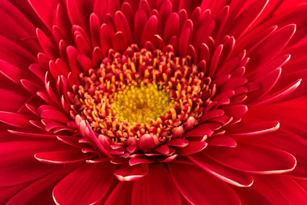 stock image Red flower close-up