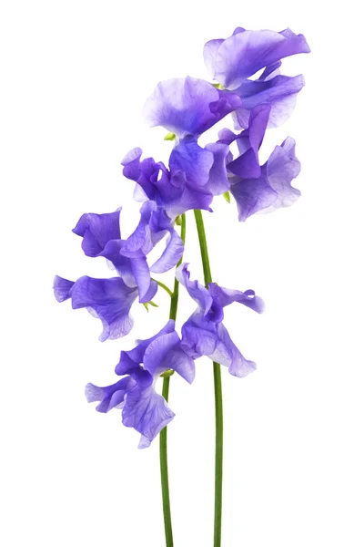 Gyönyörű kék virág — Stock Fotó