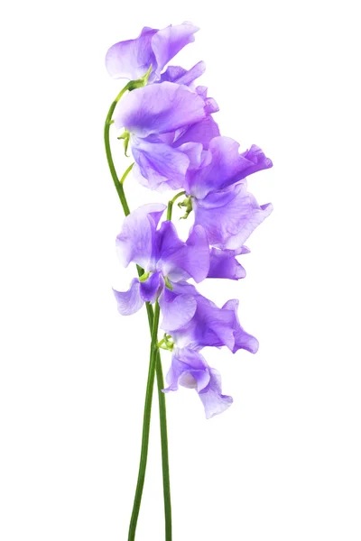 Blauwe bloem — Stockfoto