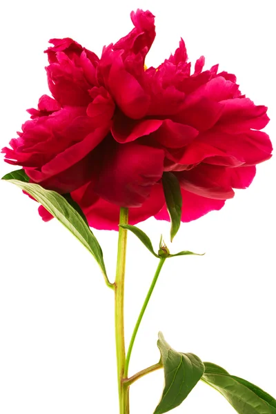 stock image Red flower