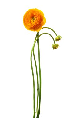 Beautiful yellow flower on a white background clipart