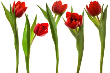 Beautiful and red tulip on a white background clipart