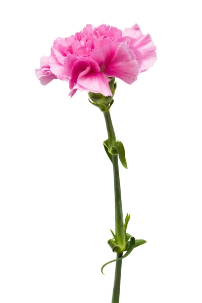 Ροζ λουλούδι — Φωτογραφία Αρχείου
