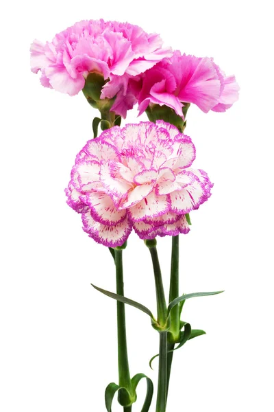 Piękne różowe kwiaty — Zdjęcie stockowe