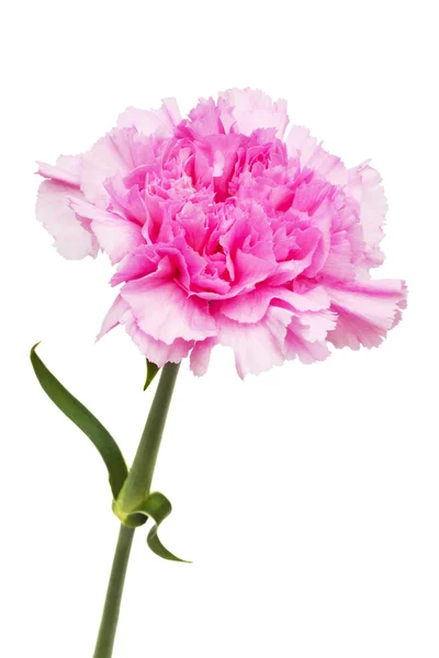 Schöne Rosa Blume Auf Weißem Hintergrund — Stockfoto