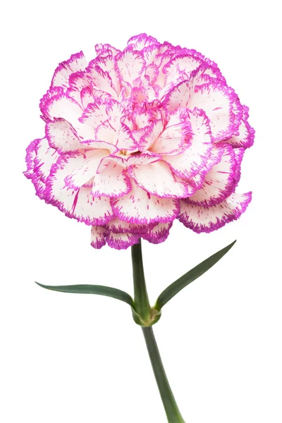 Piękny Różowy Kwiat Białym Tle — Zdjęcie stockowe
