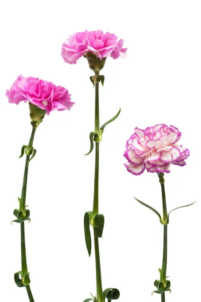 Bellissimo Fiore Rosa Sfondo Bianco — Foto Stock
