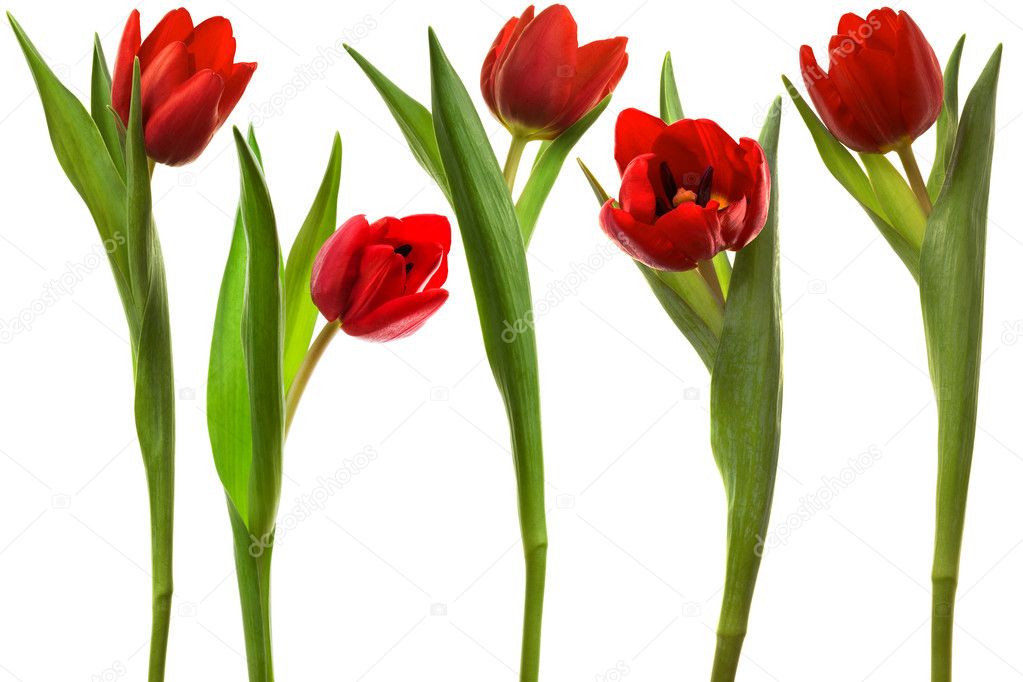 Beautiful and red tulip on a white background