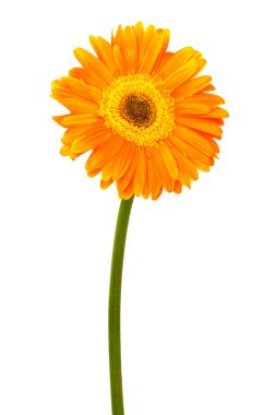 Beautiful orange flower on a white background clipart