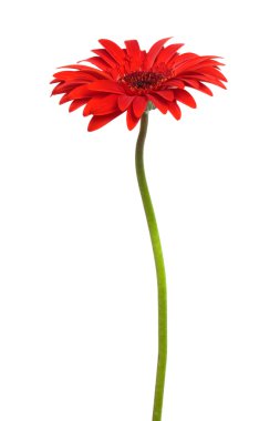 Beautiful red flower clipart