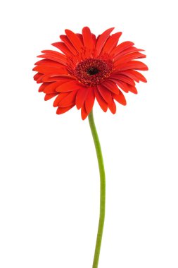 Red flower clipart